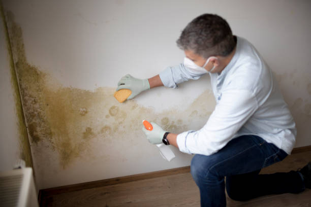 Best Mold Prevention Services  in Columbus, WI